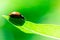 Ladybug runs down from a top of the leaf, Coccinellidae, Arthropoda, Coleoptera, Cucujiformia, Polyphaga
