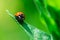 Ladybug runs down from a top of the leaf, Coccinellidae, Arthropoda, Coleoptera, Cucujiformia, Polyphaga