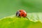 Ladybug runs on a green leaf