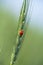 Ladybug on a rye spike in the rye field.