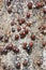 Ladybug and scale insects