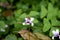 Ladybug settled in on a happy violet flower