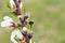 Ladybug of the seven points in almond blossoms