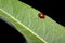 Ladybug on Showy Milkweed, Yosemite