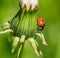 Ladybug on the side of closed dandelion