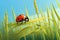 ladybug sit on blade of grass AI generated