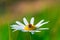 Ladybug sits on a beautiful daisy