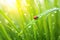 A ladybug sits on a blade of grass