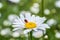 Ladybug sits on a flower