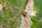 Ladybug sits on plant