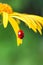 The ladybug sits on a yellow flower petal