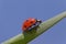 Ladybug sitting on blade against blue sky