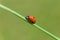 Ladybug sitting on blade of grass