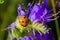 Ladybug sitting on the blue flower. Coccinella septempunctata. seven-spot ladybird