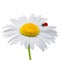 Ladybug sitting on a camomile on a white background