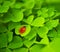 Ladybug sitting on clover leaf