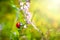 Ladybug sitting on flower during sunset