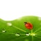 Ladybug sitting on a green leaf