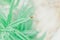 Ladybug sitting on green leaf on a pastel background. Toned, copy space