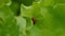 Ladybug sitting on green vegetation. Tiny spider crawling on ladybug. Little red beetle with black specks on blur green