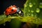 ladybug sitting on a leaf with dew drops