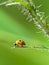 Ladybug sitting on the leaf of a thistle