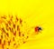 Ladybug sitting on a sunflower