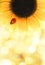 Ladybug sitting on a sunflower