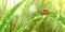 A ladybug sitting on top of a green leaf