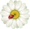Ladybug sitting on White Daisy, design