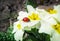 Ladybug sitting on white flowers of forest Common Primrose Primula acaulis or primula vulgaris