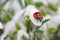 Ladybug on Snowdrop Flowers