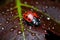 a ladybug snuggled under a leaf during winter