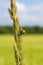 Ladybug on a spike of grass