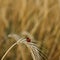 Ladybug on a spike in a wheat field