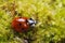 Ladybug spring moss closeup