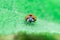 Ladybug standing in the middle of the leaf, Coccinellidae, Arthropoda, Coleoptera, Cucujiformia, Polyphaga