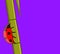 Ladybug on Sugarcane Vector