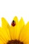 Ladybug on sunflower