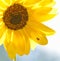 Ladybug on a sunflower on a bright sunflower