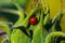 Ladybug on sunflower, insect, garden