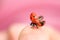 Ladybug taking flight