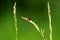 Ladybug on thin green stalk