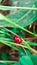 Ladybug on top. Ladybug comin on top leaf