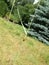 A ladybug travels along the grass paths in the garden