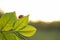 Ladybug on tree branch with young green leaves outdoors. Spring season