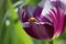 Ladybug on Tulip Flower