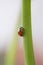 Ladybug on a tulip flower in nature.