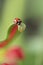 Ladybug on a tulip flower in nature.