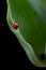 Ladybug on tulip leaves in black background